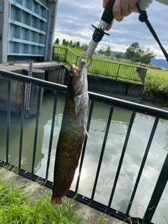 マナマズの釣果