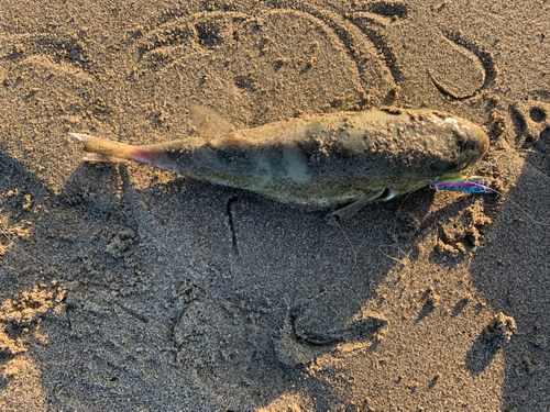 シロサバフグの釣果