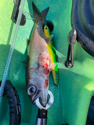 クロムツの釣果