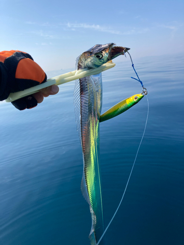 タチウオの釣果