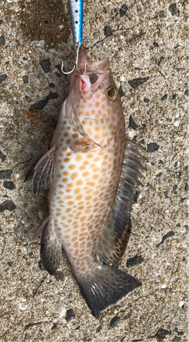 オオモンハタの釣果