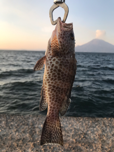 オオモンハタの釣果