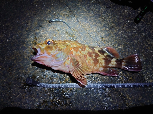 カサゴの釣果