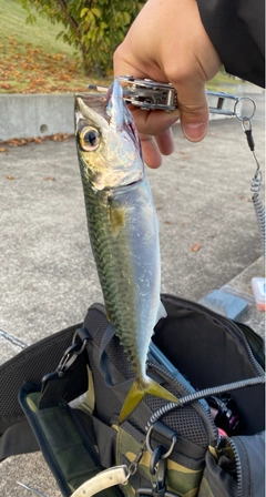 サバの釣果