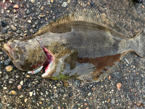 ヒラメの釣果