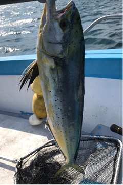 シイラの釣果