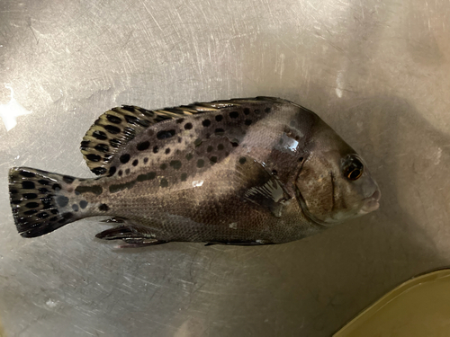 コショウダイの釣果