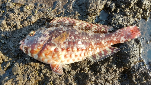 ブダイの釣果