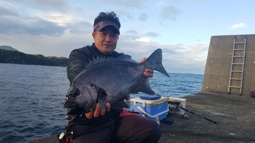 イシダイの釣果