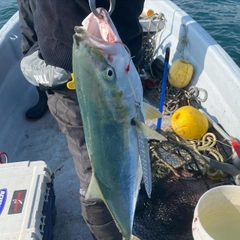 ワラサの釣果