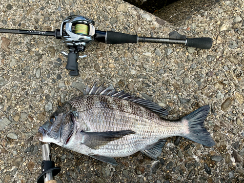 チヌの釣果