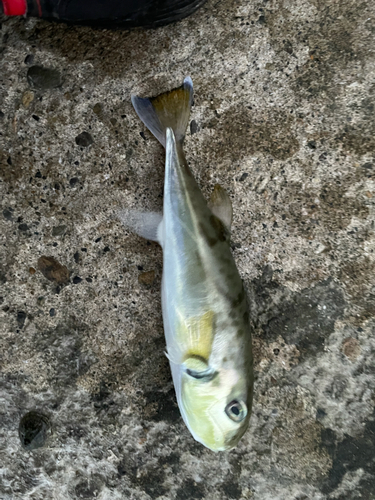 シロサバフグの釣果