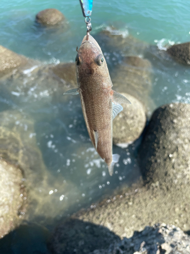 ワニエソの釣果