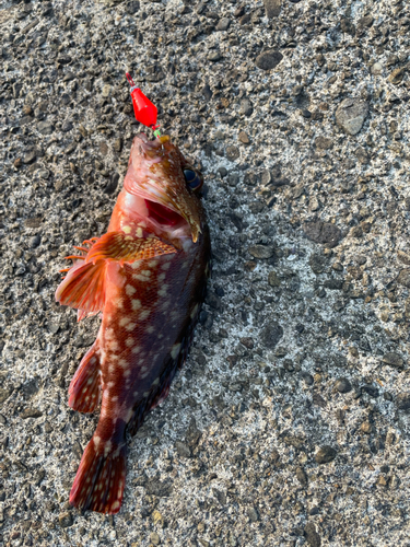 カサゴの釣果