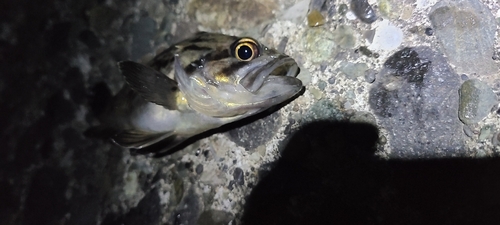 クロソイの釣果