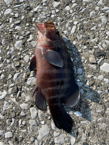 ヤミハタの釣果