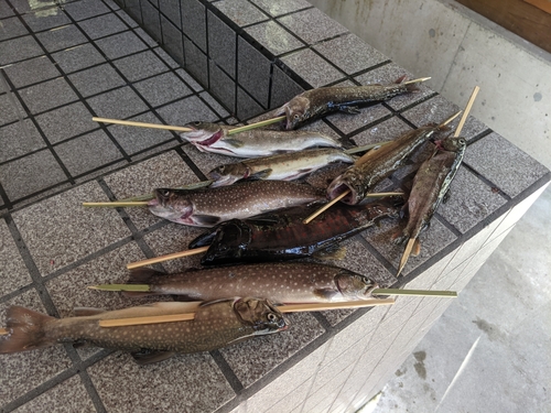 イワナの釣果