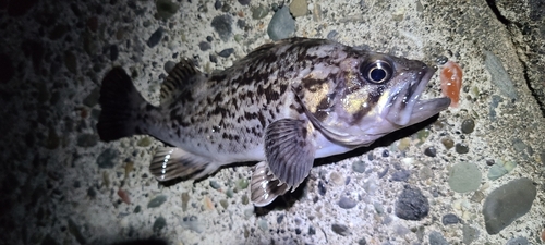 クロソイの釣果