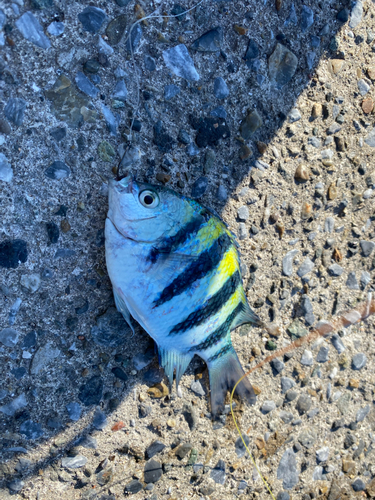 オヤビッチャの釣果