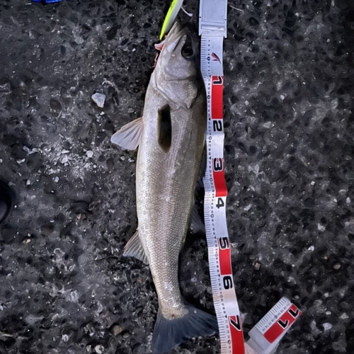 シーバスの釣果