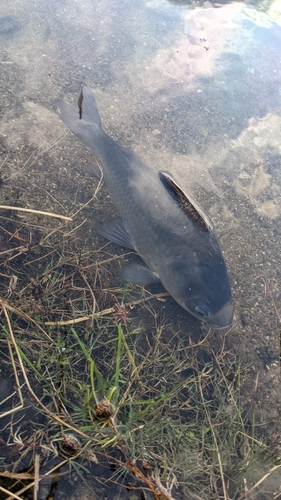 ヘラブナの釣果