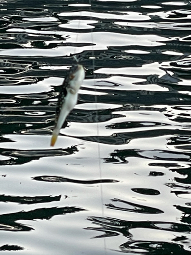 クサフグの釣果