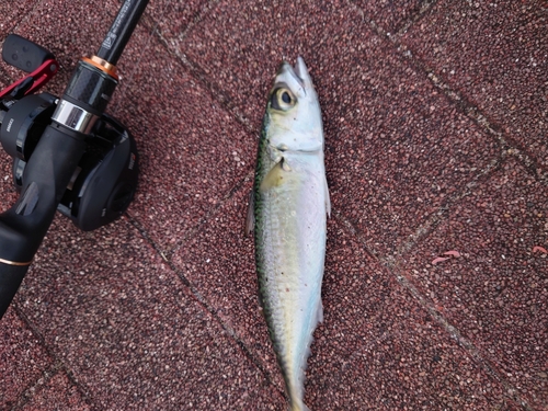 サバの釣果