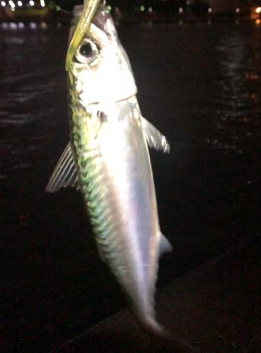 サバの釣果