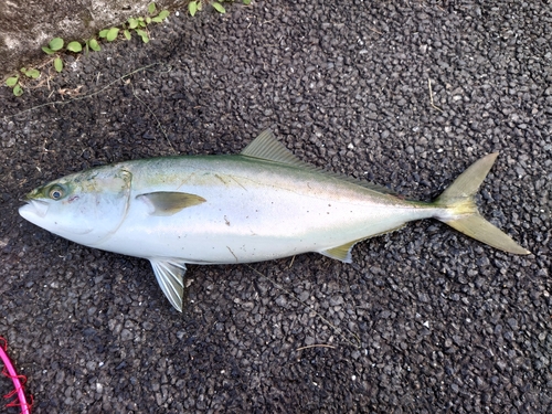 ワラサの釣果