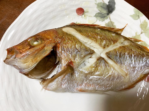 ハナダイの釣果