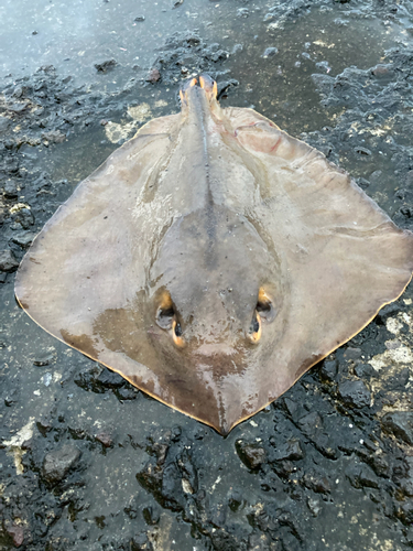 アカエイの釣果