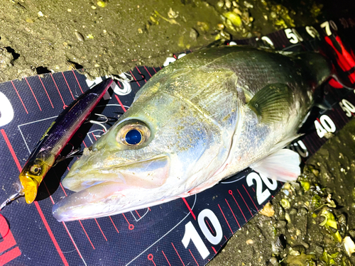 シーバスの釣果