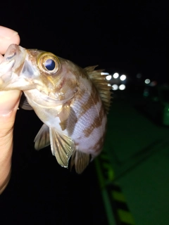 アカメバルの釣果