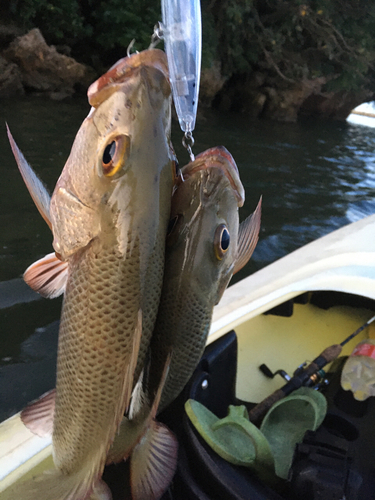 マングローブジャックの釣果