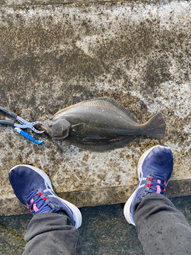 ヒラメの釣果