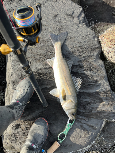 スズキの釣果