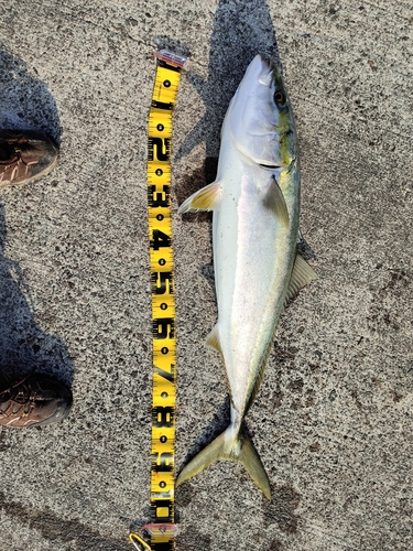 ブリの釣果