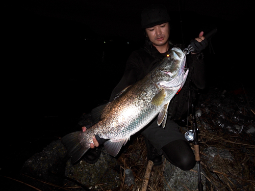 アカメの釣果