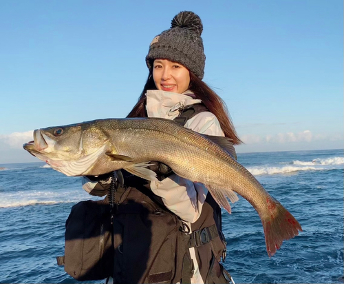 マルスズキの釣果