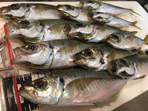 アジの釣果