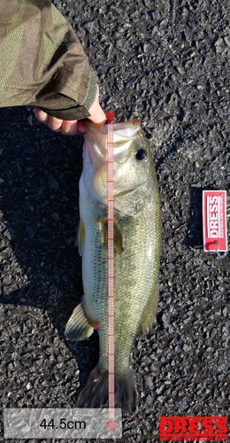 ブラックバスの釣果