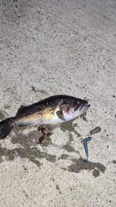 クロソイの釣果