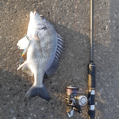 チヌの釣果