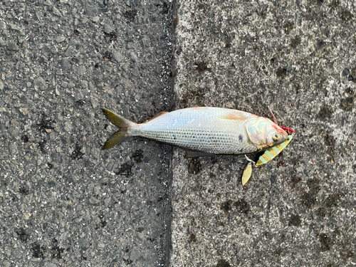 コノシロの釣果