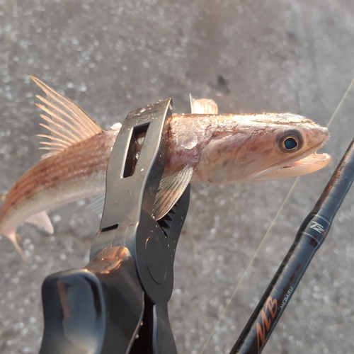 エソの釣果