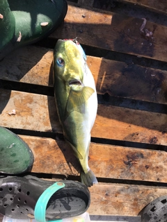 シロサバフグの釣果