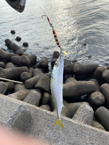 サバの釣果