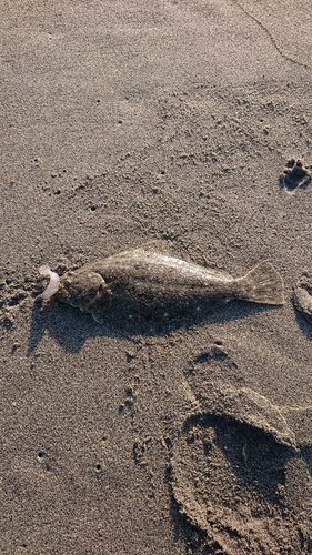 ソゲの釣果