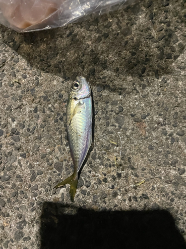 ゴンズイの釣果