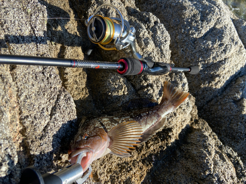 アイナメの釣果